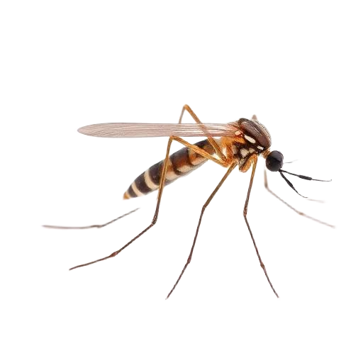 Mosquitos